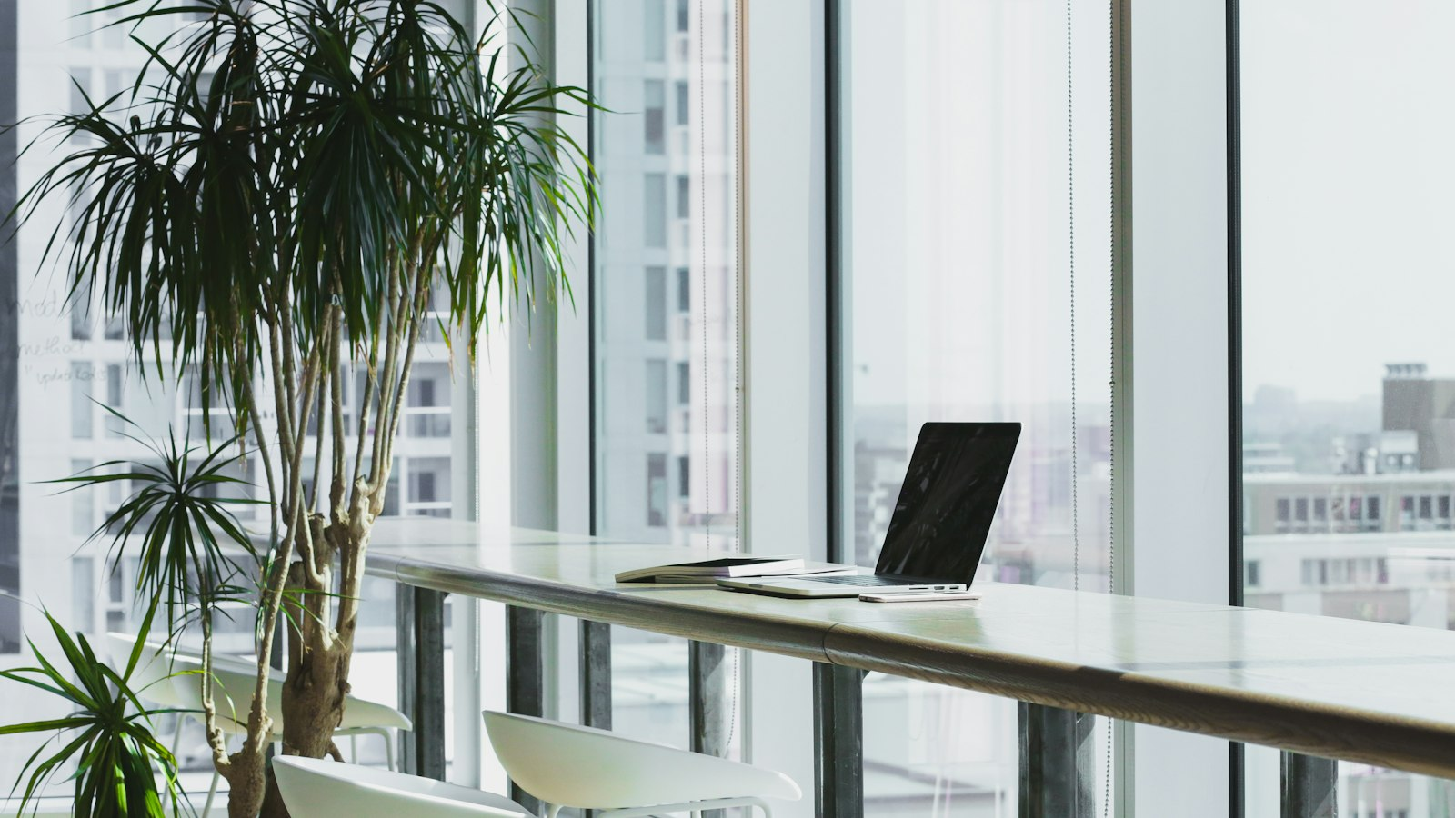 Bright office with large windows, white desks and tall indoor plants